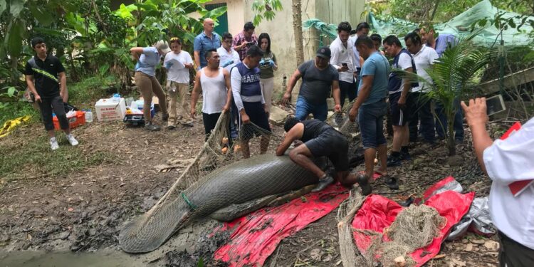 Jirafa Benito, un testimonio de los desafíos en la conservación de la fauna silvestre en México