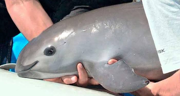 La directora de Vida Silvestre utiliza a la SEMARNAT para beneficiar a poderosas empresas