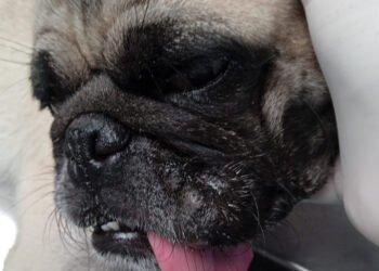 ¡Necesita nuestra ayuda! Un cuete terminó con la cola y casi una patita de “Rodolfo”