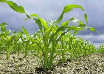 El plan general de siembra del estado es de 670 mil hectáreas considerando ya el consumo humano de agua: Ismael Bello