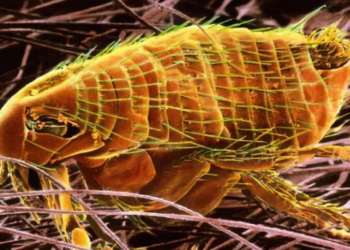 Confirman un caso de peste bubónica en Estados Unidos