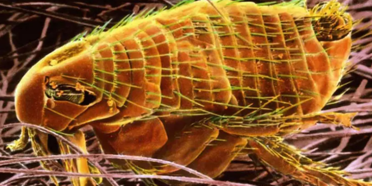 Confirman un caso de peste bubónica en Estados Unidos