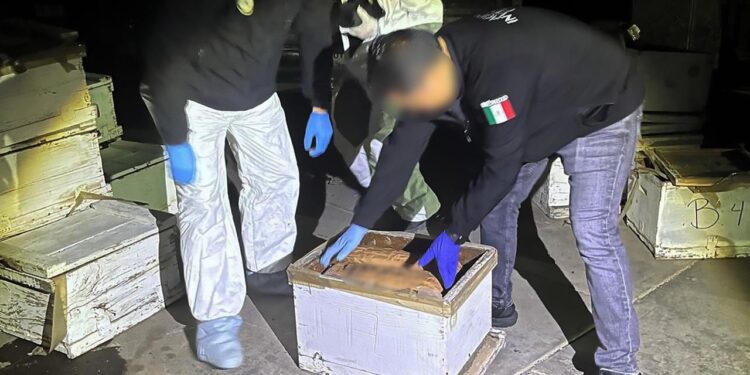 Asegura FGR 210 mil pastillas de fentanilo y 70 kilos drogas que ocultaban en cajas de panales de abejas