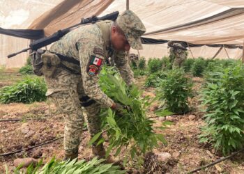 Ejército Mexicano destruye un plantío de mariguana de más de 18 mil metros cuadrados