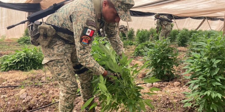 Ejército Mexicano destruye un plantío de mariguana de más de 18 mil metros cuadrados
