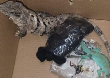 Guardia Nacional rescata dos iguanas vivas enviadas por paquetería