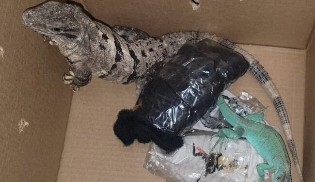 Guardia Nacional rescata dos iguanas vivas enviadas por paquetería
