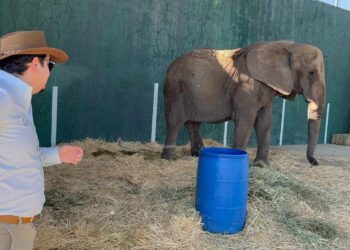 Especialistas del Zoo Guadalajara y de AZCARM acuden al predio de la carretera a revisar a la Elefanta Annie