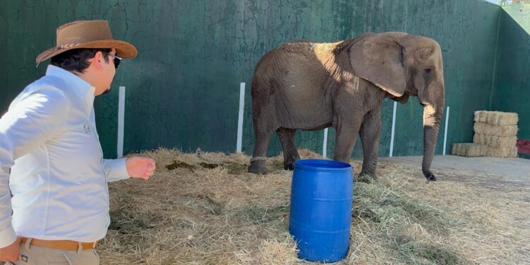 Especialistas del Zoo Guadalajara y de AZCARM acuden al predio de la carretera a revisar a la Elefanta Annie