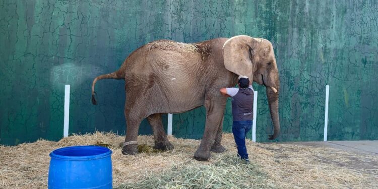 La salud de la Elefanta Annie está en riesgo así como la seguridad de muchas personas; urgimos a la DGVS a acelerar su traslado