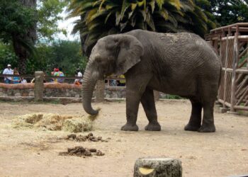 Tras asegurar a la Elefanta Annie, la Profepa revisa instalaciones de zoos de la AZCARM para garantizar su mejor destino