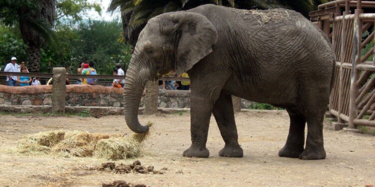 Tras asegurar a la Elefanta Annie, la Profepa revisa instalaciones de zoos de la AZCARM para garantizar su mejor destino