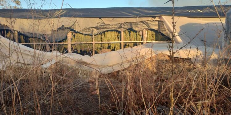 Ejército Mexicano destruye dos toneladas de posible mariguana en Elota