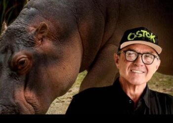 “Seguimos listos y dispuestos para translocar a los hipopótamos de Colombia”: Ernesto Zazueta