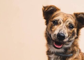 Obtiene FGE vinculación contra sujeto por maltrato animal a la perrita “Popy”