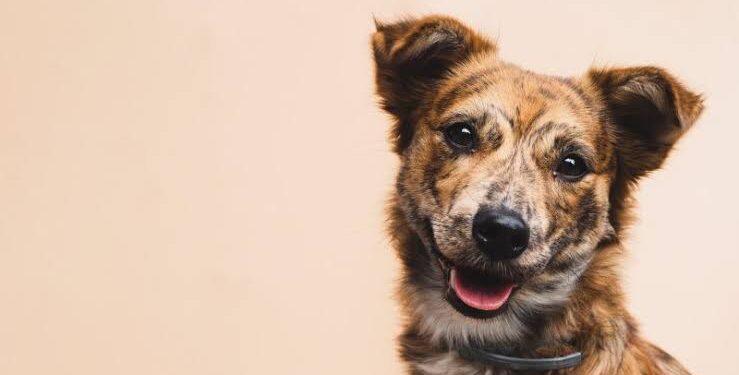 Obtiene FGE vinculación contra sujeto por maltrato animal a la perrita “Popy”