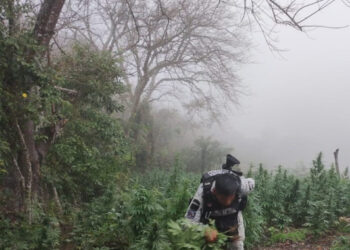 Guardia Nacional y Ejército destruyen más de 36 mil plantas de marihuana en Michoacán
