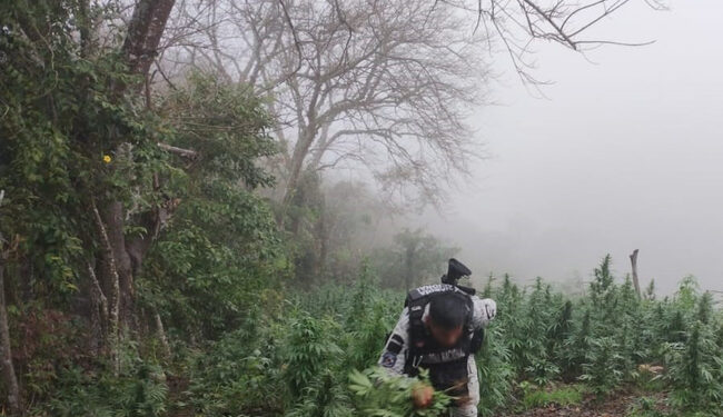 Guardia Nacional y Ejército destruyen más de 36 mil plantas de marihuana en Michoacán