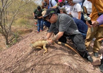 En tres años Ostok Sanctuary ha rescatado a mil 800 animales silvestres