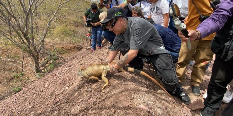 En tres años Ostok Sanctuary ha rescatado a mil 800 animales silvestres