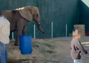 La negligencia de la Semarnat pone en riesgo a la Elefanta Annie