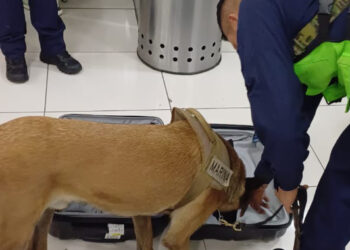 Detienen a un alemán con drogas en el Aeropuerto de la Ciudad de México