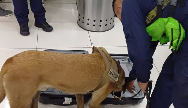 Detienen a un alemán con drogas en el Aeropuerto de la Ciudad de México
