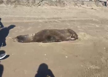 Rescatan lobo marino en playas de Navolato; su estado de salud es reservado
