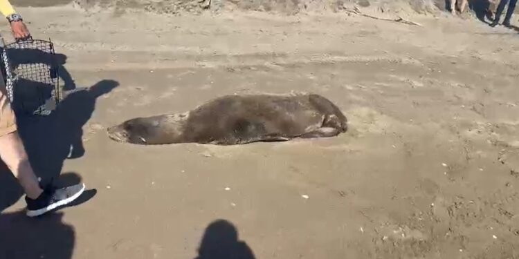 Rescatan lobo marino en playas de Navolato; su estado de salud es reservado
