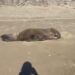 Rescatan lobo marino en playas de Navolato; su estado de salud es reservado