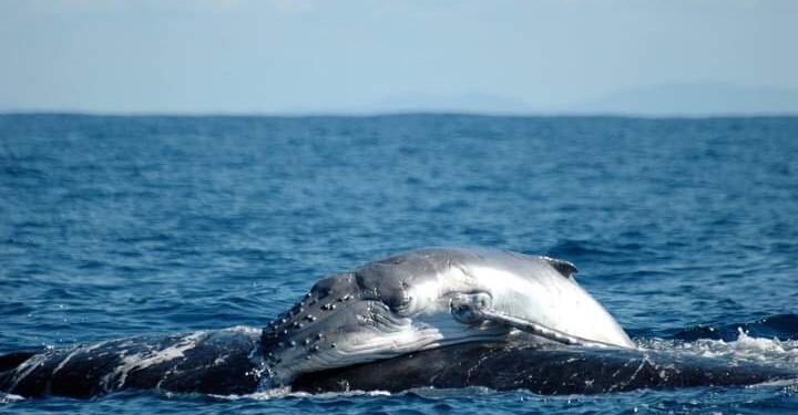 La AZCARM y la UNBIO llaman a la Semarnat y a las autoridades a impedir la desaparición de la CONABIO