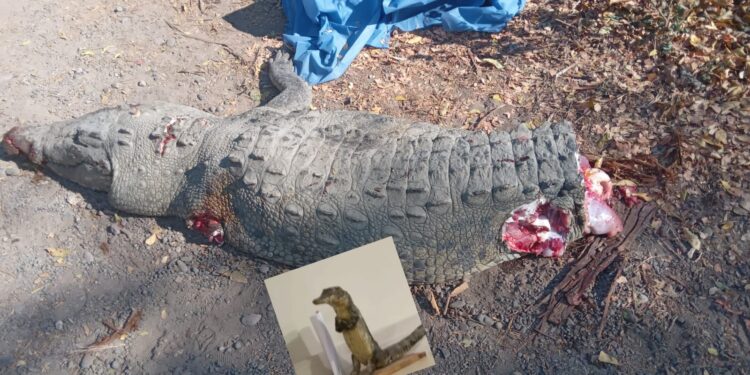 Identifican a los fallecidos y heridos al chocar la camioneta contra un cocodrilo