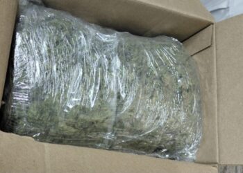 Sedena, GN y Policía Estatal aseguran mariguana en empresa de paquetería