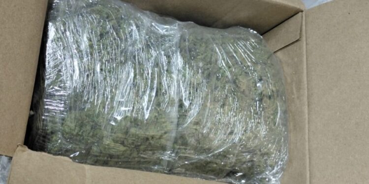 Sedena, GN y Policía Estatal aseguran mariguana en empresa de paquetería