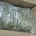 Sedena, GN y Policía Estatal aseguran mariguana en empresa de paquetería