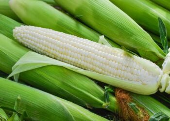 El esquema de comercialización del maíz , tiene precio piso de 5,457, libre a la alza reitera la SAyG