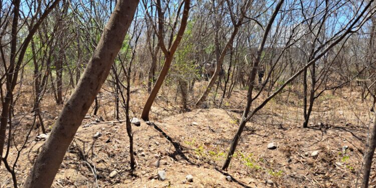 Indigente paseaba restos humanos en carrito de supermercado