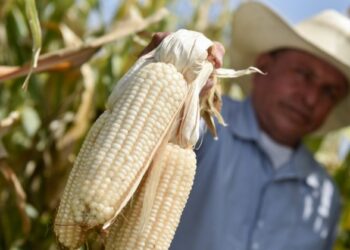 Las autoridades llevan una política errada al dejar a los agricultores sin agricultura por contrato o precios de garantía, señala especialista