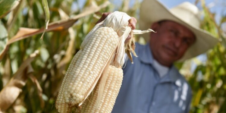 Las autoridades llevan una política errada al dejar a los agricultores sin agricultura por contrato o precios de garantía, señala especialista