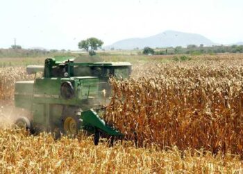 Mañana inicia el registro ante SEGALMEX para productores de maíz: SAyG