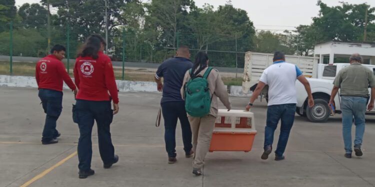 Instituciones zoológicas de la AZCARM no descartan que la muerte de primates en Tabasco y Chiapas pueda deberse a otros factores que se agudizan con las olas de calor