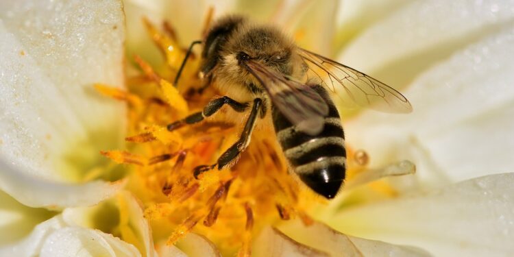 El 71% de los cultivos son polinizados por las abejas, de ahí la importancia de preservar dicha especie y crear conciencia, sobre todo en Sinaloa