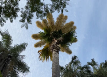 La primera Palma Talipot en florecer en México atrae a miles de turistas al Jardín Botánico de Culiacán