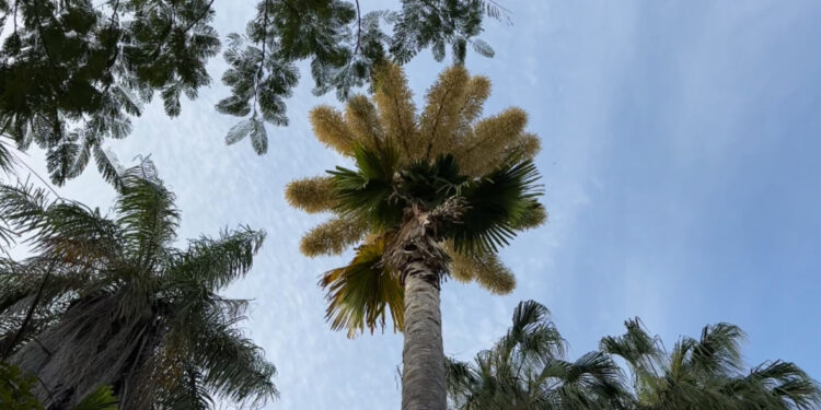La primera Palma Talipot en florecer en México atrae a miles de turistas al Jardín Botánico de Culiacán