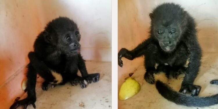 Dirección General de Vida Silvestre instruyó extraer a todos los monos saraguatos afectados sin protocolo de bioseguridad