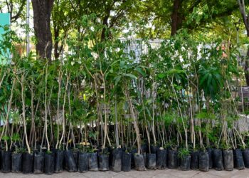 Ayuntamiento de Culiacán conmemora el Día Mundial del Medio Ambiente regalando más de 400 árboles