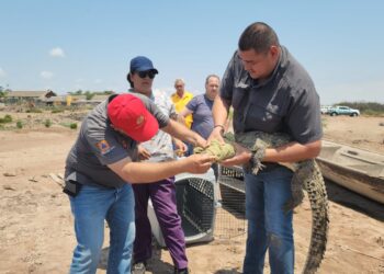 Reubica PC a dos cocodrilos en su hábitat natural