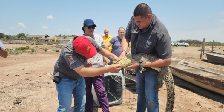 Reubica PC a dos cocodrilos en su hábitat natural