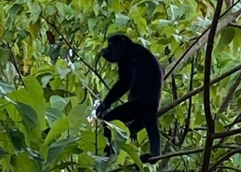 AZCARM instala campamento permanente en Comalcalco, Tabasco, para atender la muerte masiva de monos saraguatos que sigue en aumento