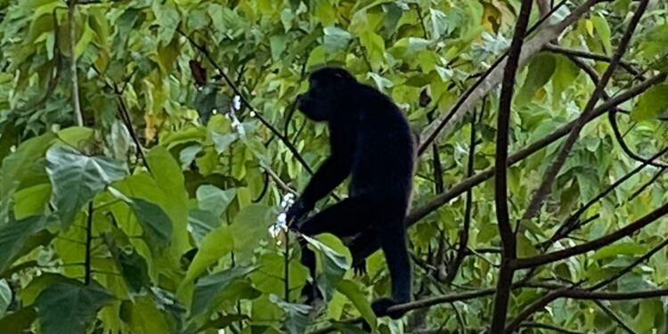 AZCARM instala campamento permanente en Comalcalco, Tabasco, para atender la muerte masiva de monos saraguatos que sigue en aumento